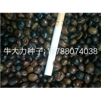 广西牛大力种子/牛大力种子供应商