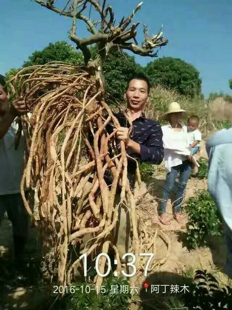 钦州牛大力薯/广西牛大力薯。钦州牛大力薯