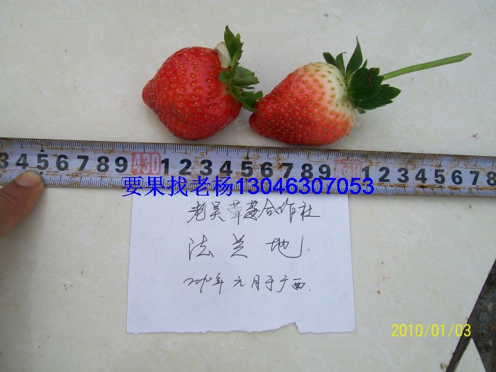 glcmm.com钦州草莓