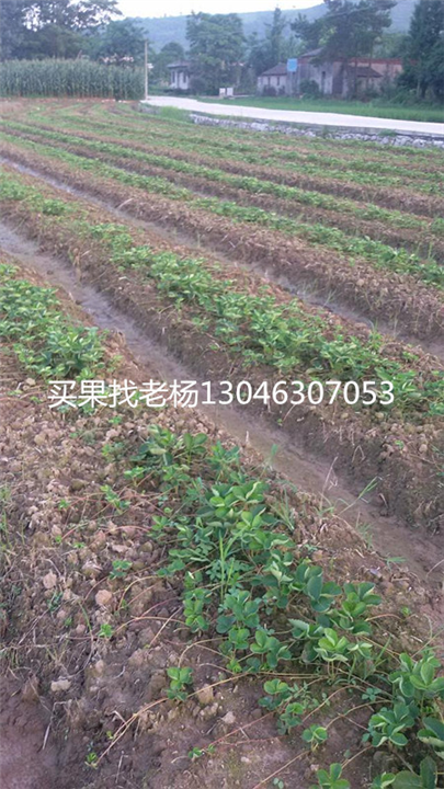 法兰地-桂林草莓苗