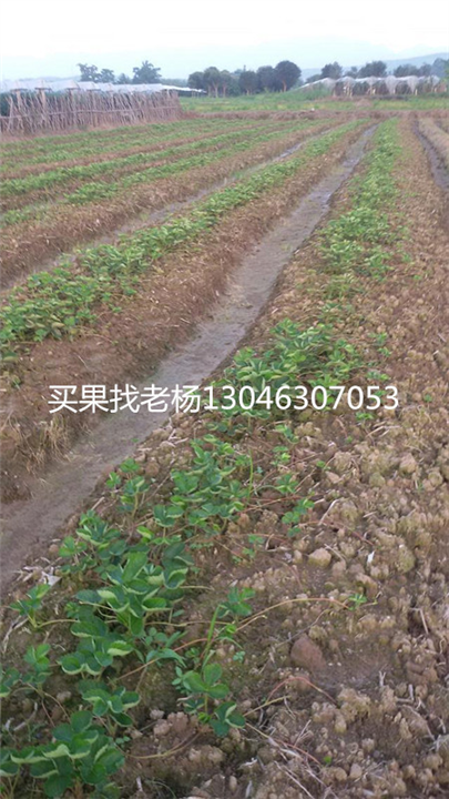 法兰地-桂林草莓苗