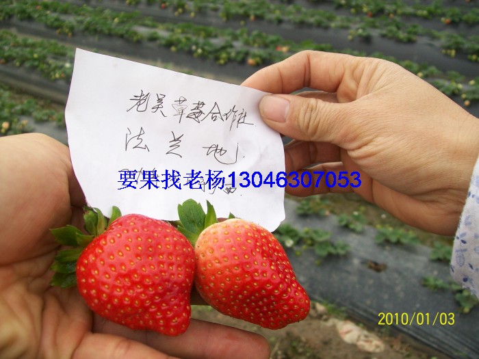 glcmm.com钦州草莓