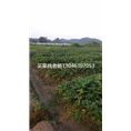 红颜草莓苗-桂林草莓苗价格