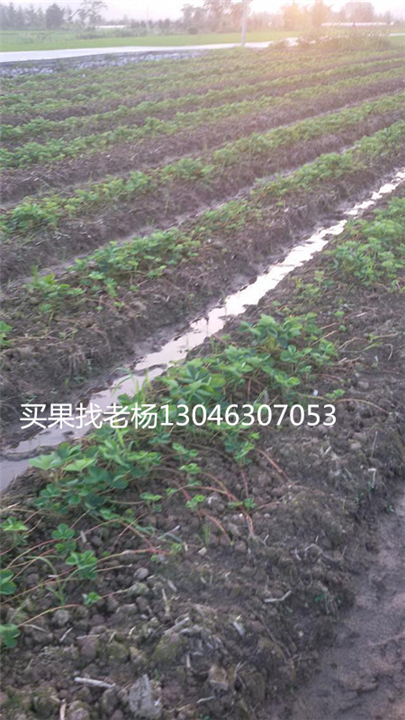 法兰地-桂林草莓基地