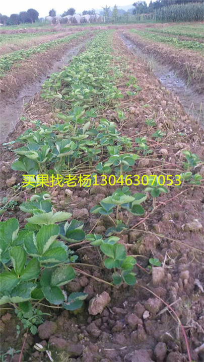 法兰地-桂林草莓苗种植