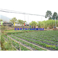 glcmm.com钦州草莓