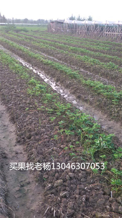 法兰地-桂林草莓基地