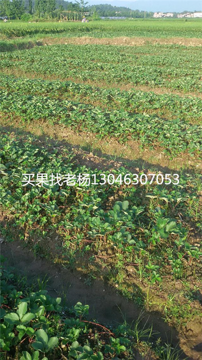 红颜草莓苗-桂林草莓苗价格
