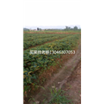 红颜草莓苗-桂林草莓苗价格