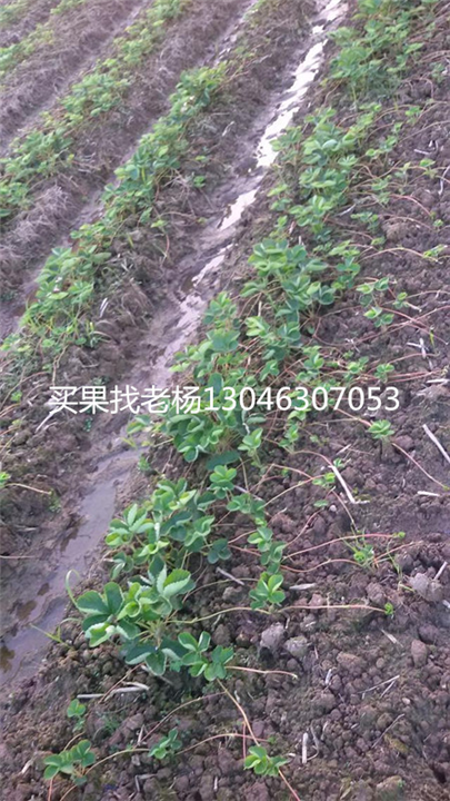 法兰地-桂林草莓基地