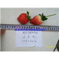 glcmm.com钦州草莓