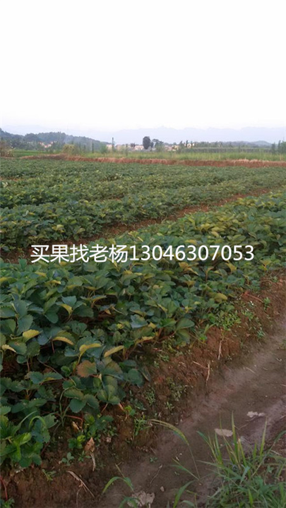 红颜草莓苗-桂林草莓苗价格