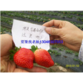 glcmm.com钦州草莓