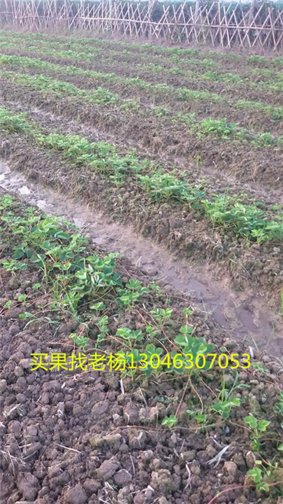 法兰地-桂林草莓基地