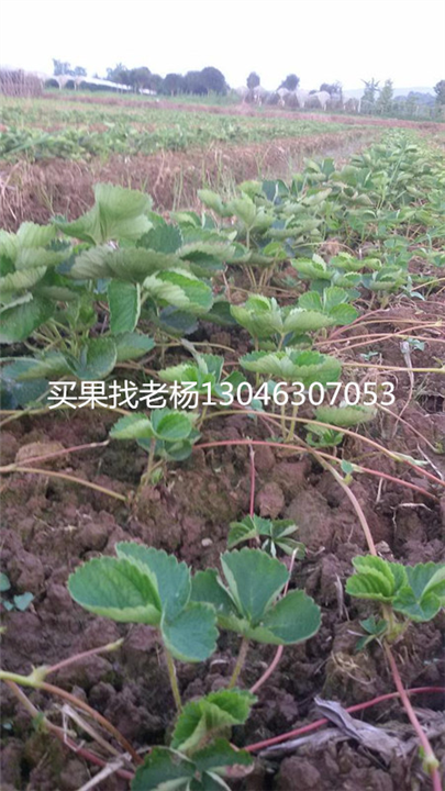 法兰地-桂林草莓苗种植