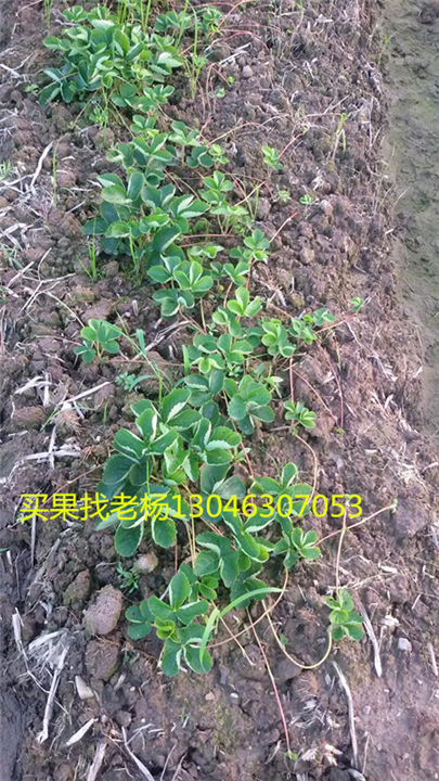 法兰地-桂林草莓基地
