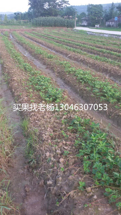 法兰地-桂林草莓苗