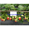 glcmm.com防城港草莓