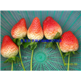glcmm1.com桂林草莓