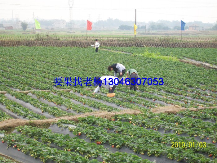 glcmm1.com桂林草莓基地