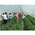 glcmm1.com柳州草莓