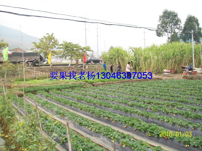 glcmm1.com桂林草莓