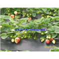 glcmm1.com广西草莓