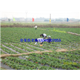 glcmm1.com桂林草莓基地