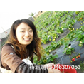 glcmm1.com广西草莓