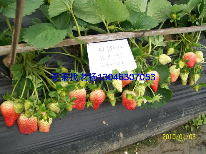 glcmm1.com桂林草莓