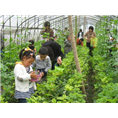glcmm1.com梧州草莓