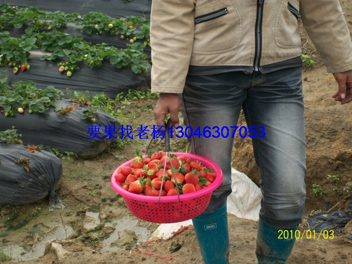 glcmm1.com桂林草莓基地