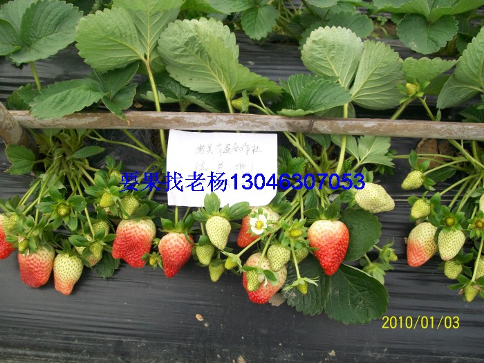glcmm1.com桂林草莓基地