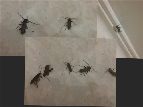 北海灭鼠▼ 钦州灭鼠▼ 防城港灭鼠 