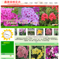 辽宁省台安县宿根花卉案例 