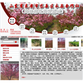 山东泰安永淼苗木合作社
