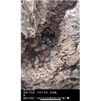 胶州车间灭虫上门服务电话