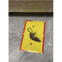 胶州哪里有美容院白蚁防治的公