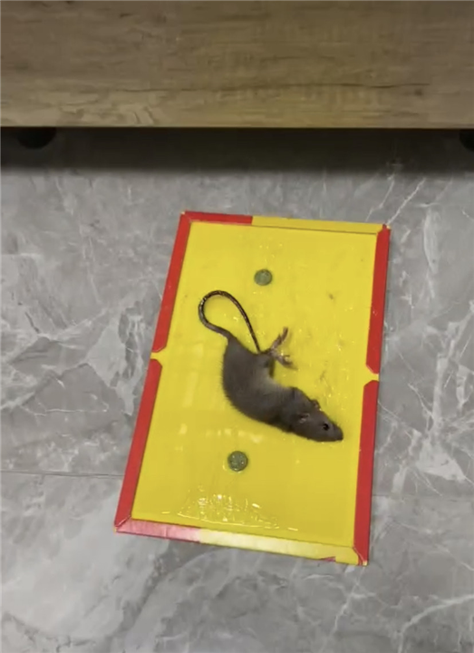 胶州酒吧杀蟑螂杀鼠杀虫哪家公司好