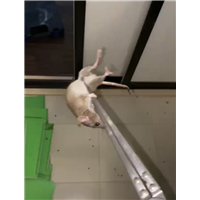 胶州公园杀鼠杀虫杀白蚁价格多少钱