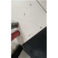 胶州疗养院杀虫杀白蚁杀蟑螂队伍电话是多少