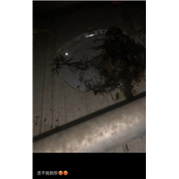 胶州休闲会所灭虫灭白蚁灭蟑螂上门服务电话