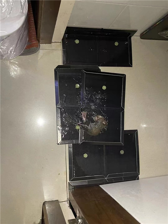 胶州疗养院灭鼠灭虫灭白蚁哪个队伍好