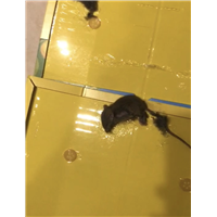 胶州休闲会所除四害哪个队伍好