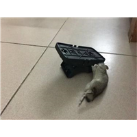 胶州哪里有工厂杀虫的队伍