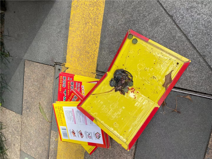 胶州酒店灭蟑螂灭鼠灭虫公司哪里有
