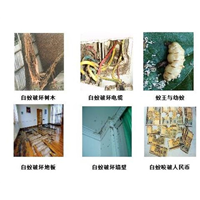胶州餐厅灭鼠灭虫灭白蚁公司电话是多少