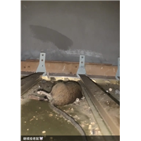 胶州疗养院灭白蚁灭蟑螂灭鼠上门服务电话多少