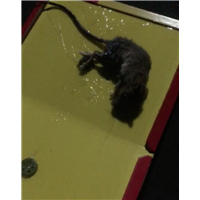 胶州超市灭白蚁队伍电话是多少