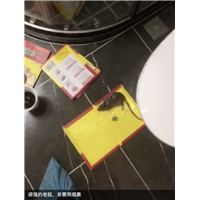 胶州酒吧杀白蚁杀蟑螂杀鼠价格贵吗